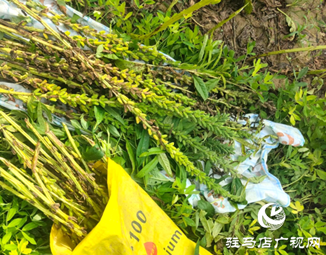 確山縣凡店小學“芝麻尋趣記”：解鎖芝麻的成長密碼