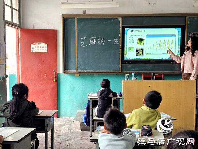 確山縣凡店小學“芝麻尋趣記”：解鎖芝麻的成長密碼