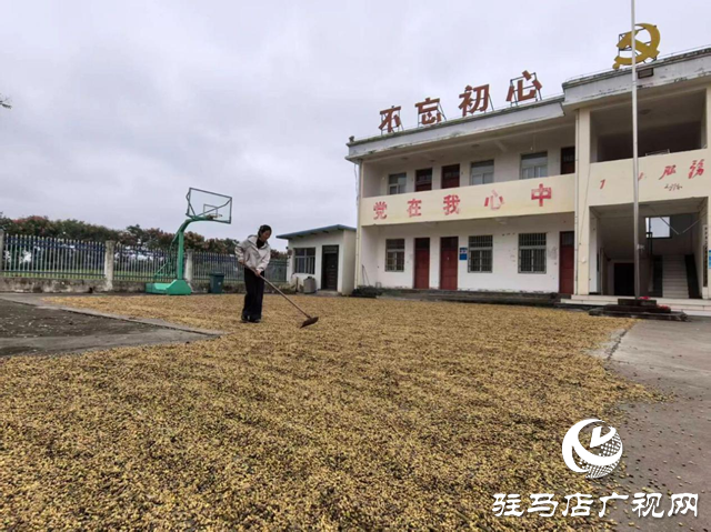 正陽(yáng)縣閭河鄉(xiāng)：搶抓“三秋”生產(chǎn) 全力保障糧食歸倉(cāng)??