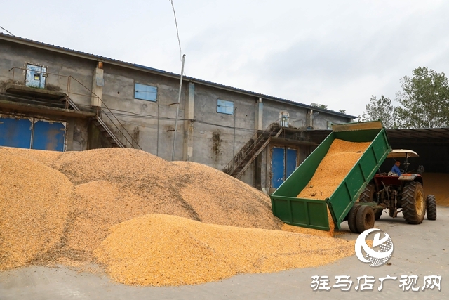 泌陽(yáng)縣：全力搶收搶烘 確保秋糧及時(shí)歸倉(cāng)