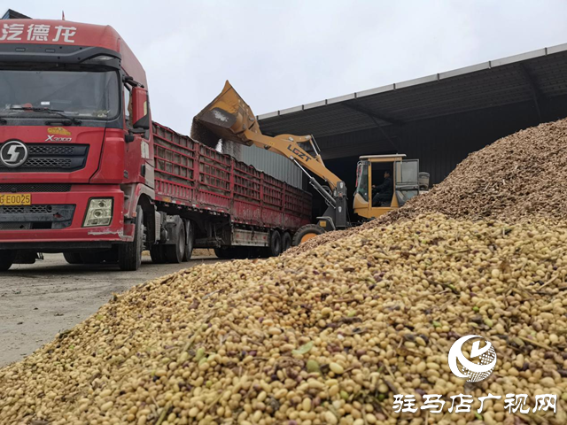 正陽縣彭橋鄉:干群合力搶收秋糧 應對陰雨保秋收??