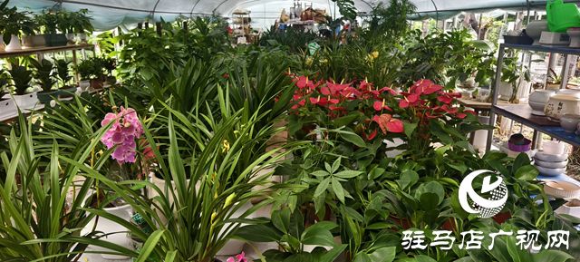 深秋花卉市場迎消費(fèi)熱潮:色彩點(diǎn)亮蕭瑟季 “悅己”消費(fèi)成主流?