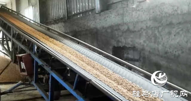 驛城區:全力開展烘干作業 守護秋糧歸倉?