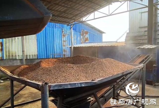 驛城區:全力開展烘干作業 守護秋糧歸倉?