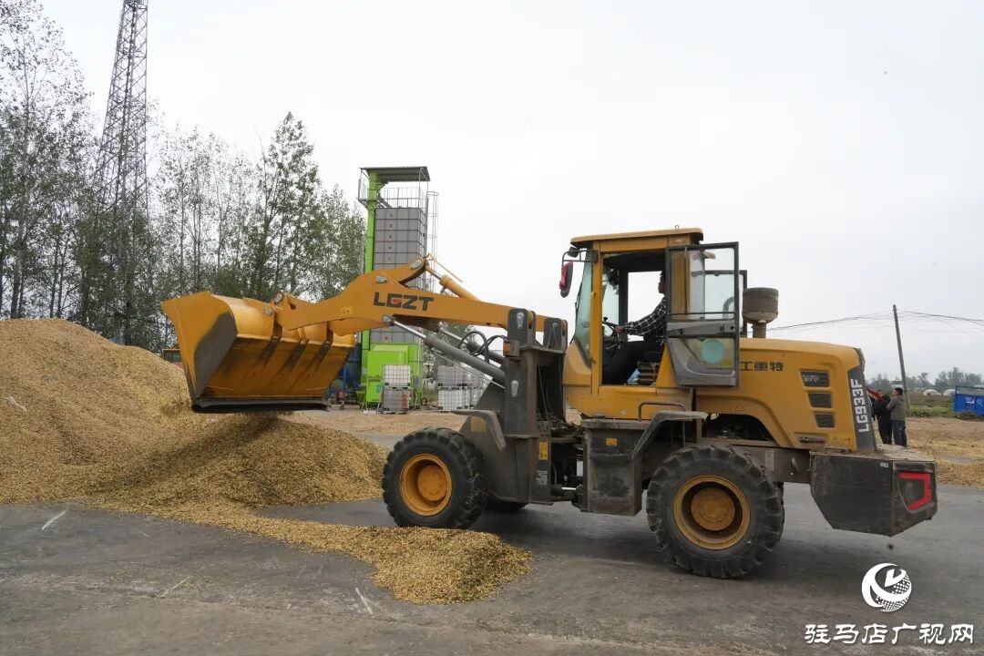 正陽縣:搶收搶烘齊發力 干群同心保秋糧