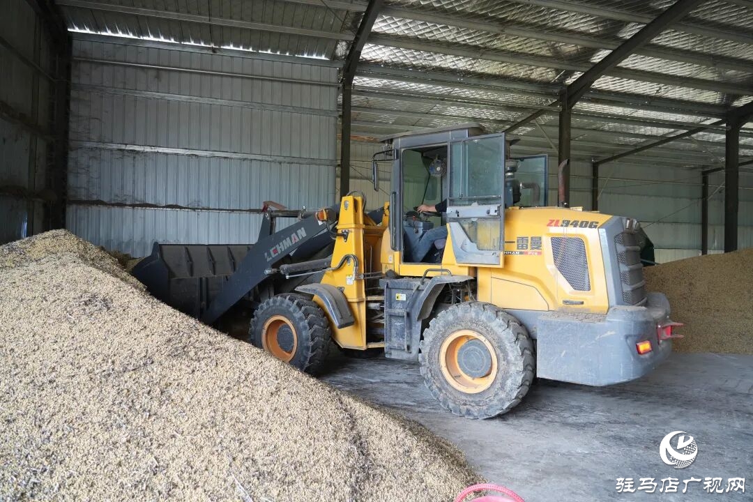 正陽縣:搶收搶烘齊發力 干群同心保秋糧