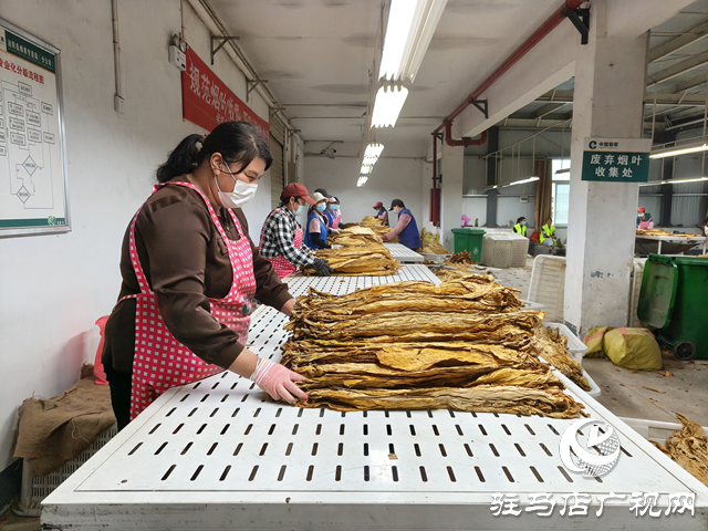 泌陽縣郭集鎮(zhèn)：全力護(hù)航煙葉收購“黃金季”