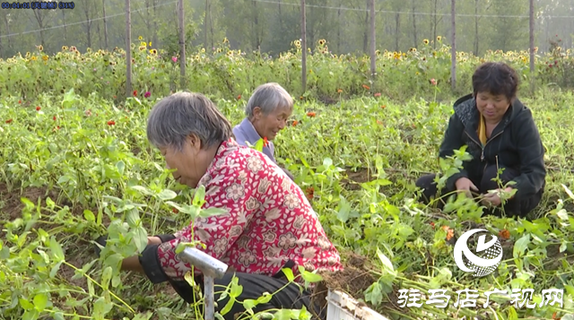 驛城區諸市鎮魏莊村“天邊花海”即將開園