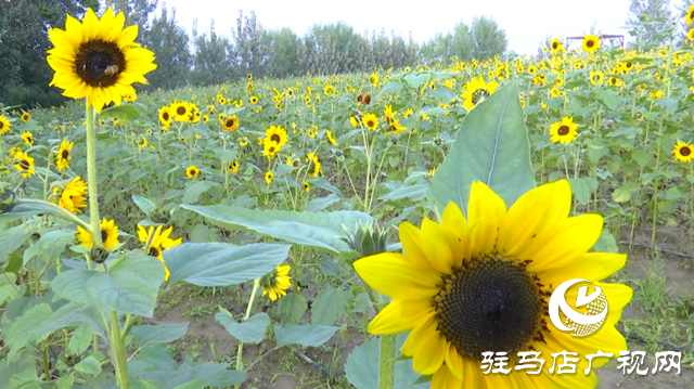 驛城區諸市鎮魏莊村“天邊花海”即將開園