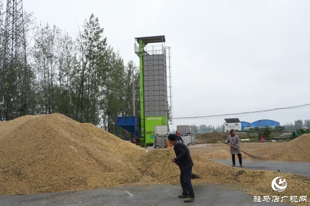 正陽縣:搶收搶烘齊發力 干群同心保秋糧