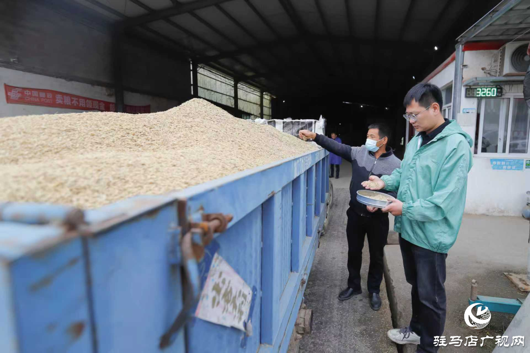 正陽縣：晝夜搶烘 保糧減損