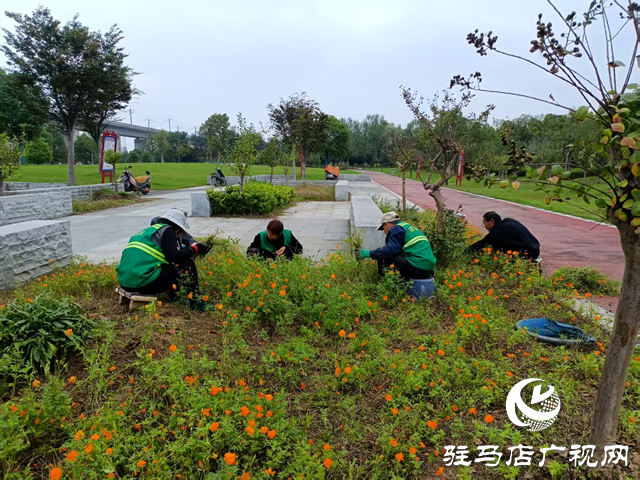 確山縣住建局：科學(xué)應(yīng)對(duì)連續(xù)陰雨 全力守護(hù)城市園林