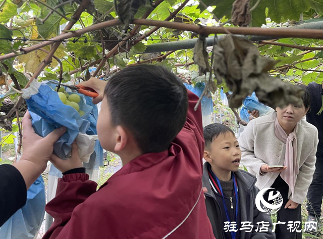 ??驛城區(qū):親子采摘活動(dòng)助農(nóng)增收?