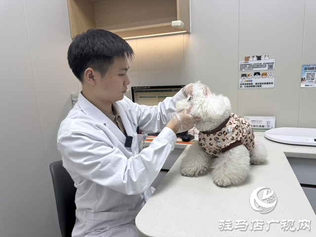 寒冬將至，您的“毛孩子”準備好了嗎？——專業獸醫詳解冬季愛寵養護秘籍