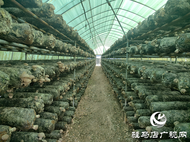泌陽縣郭集鎮： 金秋香菇綻放鄉村振興新“蘑”力