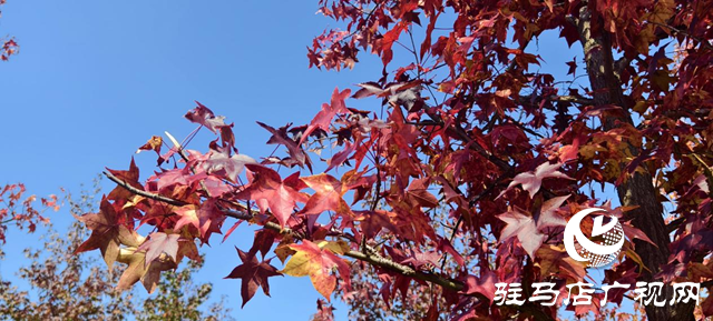 驛城區(qū)板橋鎮(zhèn)：千畝紅楓燃亮金秋 鄉(xiāng)村美景引客紛至