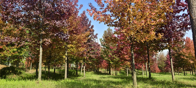 驛城區(qū)板橋鎮(zhèn)：千畝紅楓燃亮金秋 鄉(xiāng)村美景引客紛至