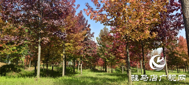 驛城區(qū)板橋鎮(zhèn)：千畝紅楓燃亮金秋 鄉(xiāng)村美景引客紛至