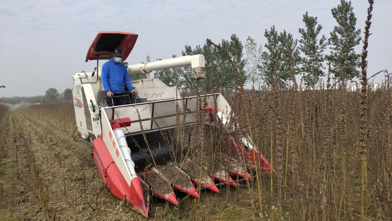 汝南縣古塔街道：60畝宜機收芝麻喜獲豐收