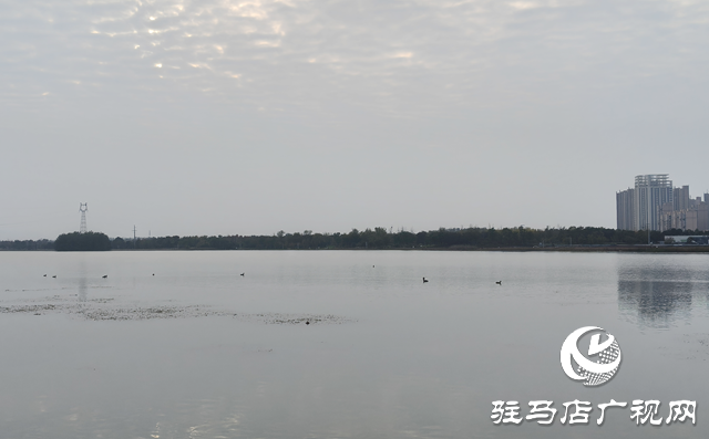 駐馬店市人民公園:人鳥和諧繪秋日美景?