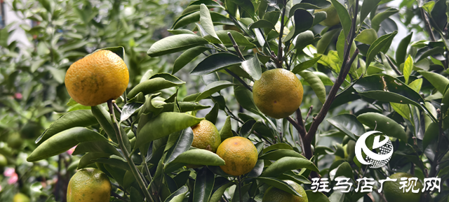 園藝技術人員支招冬季花卉養護 助植物安全越冬??