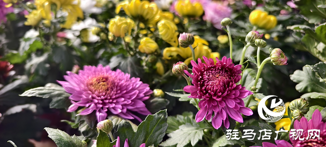 園藝技術人員支招冬季花卉養護 助植物安全越冬??