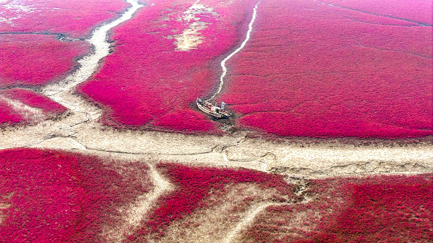 青島河海濕地堿蓬草成片生長 紅海灘鋪展瑰麗畫卷