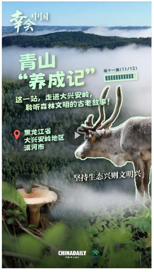 幸會中國 | 走進大興安嶺，見證生態興文明興的力量