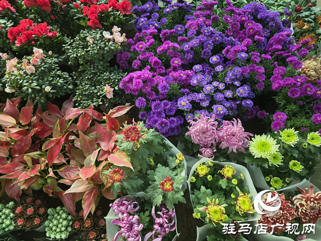 重陽節菊花熱銷 駐馬店花卉市場秋意濃??