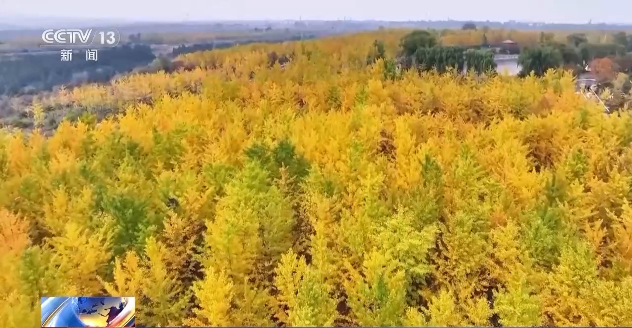 多地秋天“遲到早退” 秋季為何越來越短了？