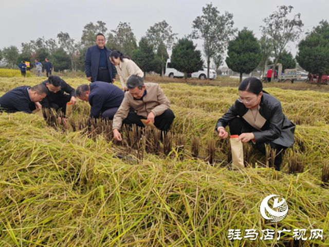 河南省優質食味粳稻測產暨機收減損現場觀摩會在確山縣舉辦?