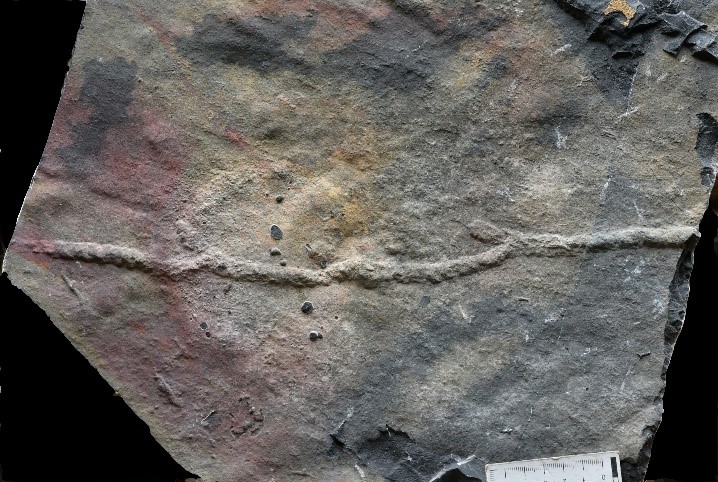 我國科學家發現最古老的動物“地下公寓”