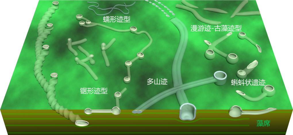 我國科學家發現最古老的動物“地下公寓”