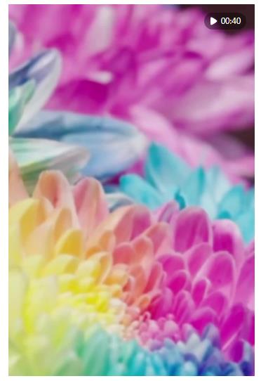 60飛閱中國 | 河南開封：一城菊香，滿目宋韻