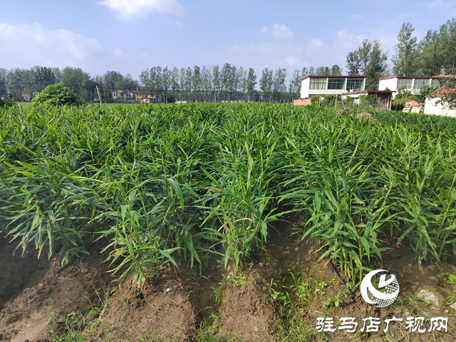 新蔡縣余店鎮：特色種養“結碩果” 鄉村振興“加速跑”