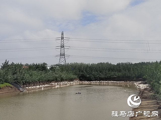 新蔡縣余店鎮：特色種養“結碩果” 鄉村振興“加速跑”