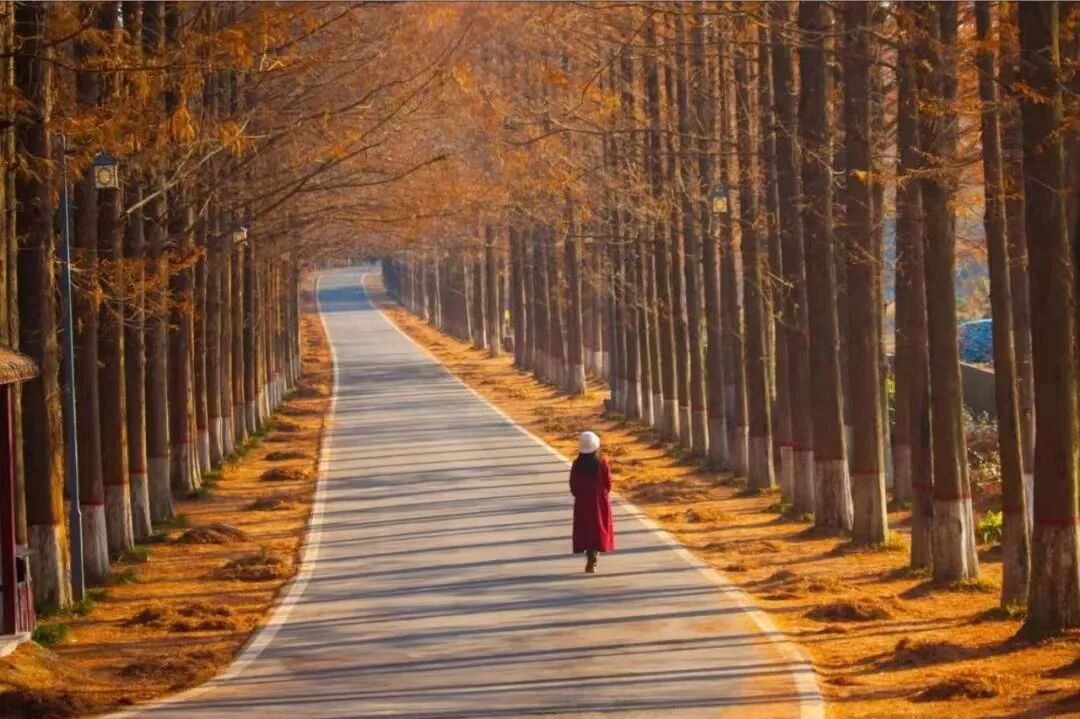 駐馬店秋日漫步指南：抓住秋天的尾巴，在這幾個地方邂逅最美時光