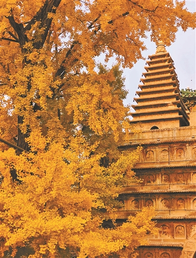 這道金黃的絕美秋景里藏著古韻京華