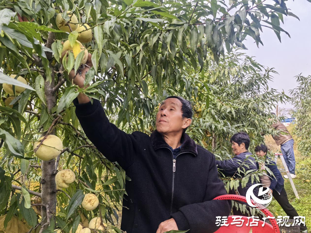 驛城區橡林村:萬斤冬桃滯銷 果農急尋銷路盼援手