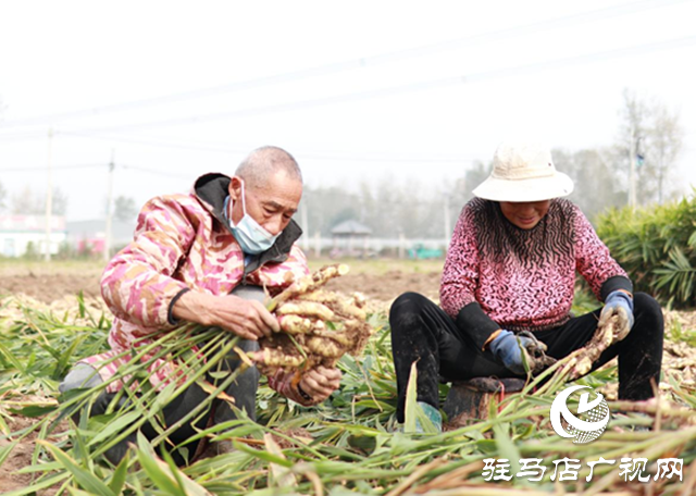 驛城區水屯鎮：小生姜“撬動”大產業