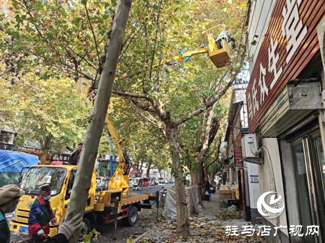 駐馬店經濟開發區：高效處置行道樹安全隱患 精準修剪守護市民安全