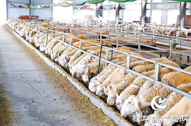 正陽縣寒凍鎮：串起綠色“生態鏈” 繪出多元“共富圖”