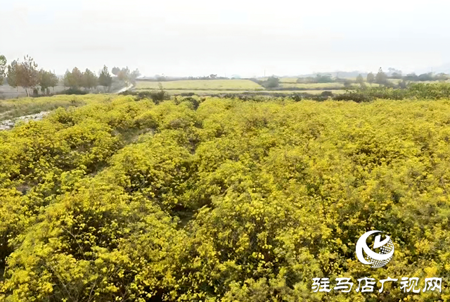 確山縣瓦崗鎮(zhèn)葉老莊村：野菊綻放“致富花” 繪就鄉(xiāng)村振興新畫卷