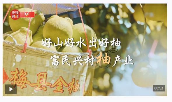 習近平廣東行丨富民興村“柚”產業——走進南福金柚種植基地