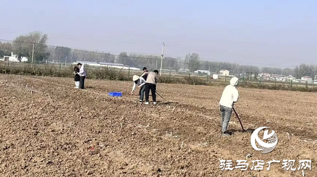 晚播小麥如何保豐收?平輿縣農技專家開出四劑“良方”