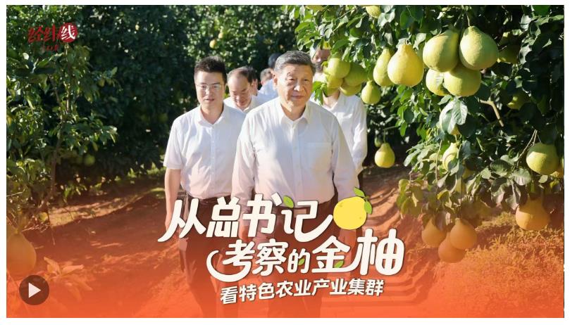 經緯線·從總書記考察的金柚，看特色農業產業集群
