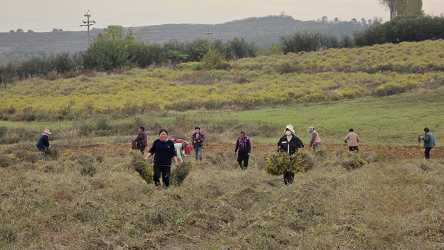 菊香溢鄉野！確山縣瓦崗鎮葉老莊野菊迎來采收旺季