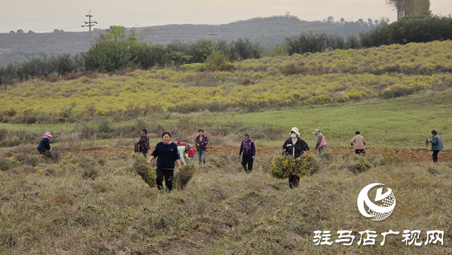 菊香溢鄉(xiāng)野!確山縣瓦崗鎮(zhèn)葉老莊野菊迎來采收旺季