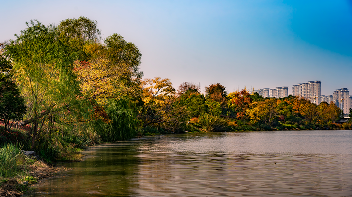 錦繡斑斕醉秋光