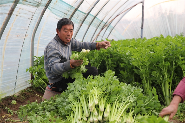 菜價走高 如何穩(wěn)住“菜籃子”